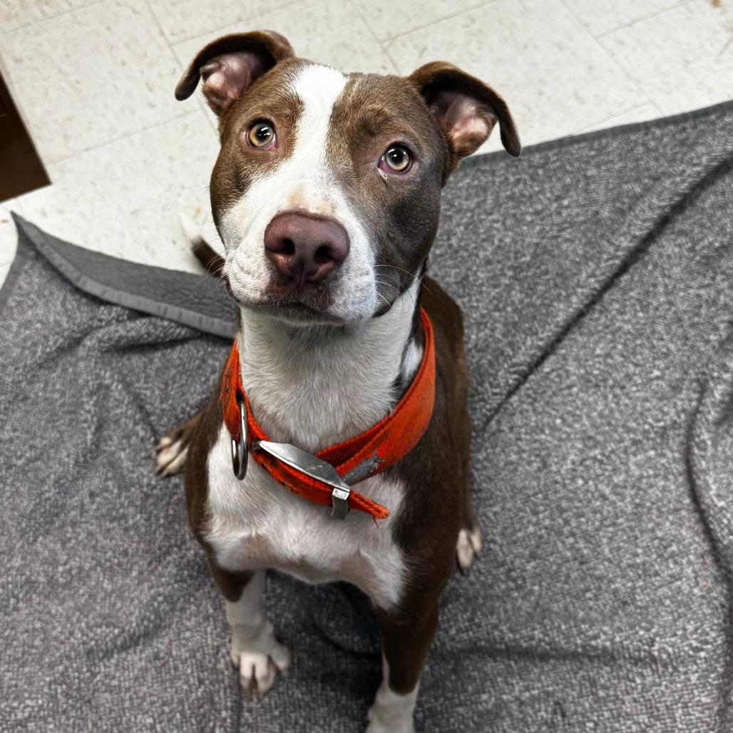 Enlarge Ian S, a Adoptable mixed breed in Clarksdale, MS image 1/1