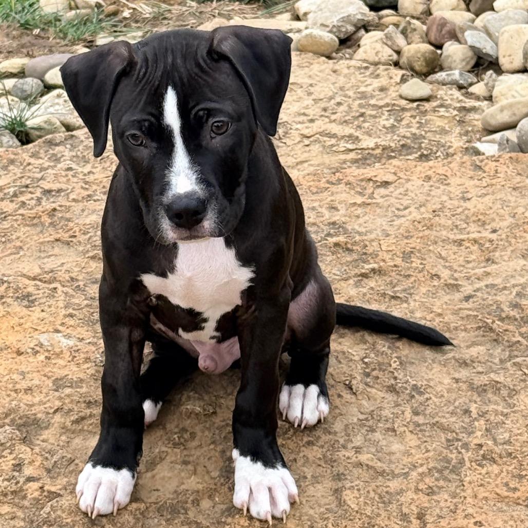 Enlarge PEPPY, a Adoptable mixed breed in Cincinnati, OH image 2/4