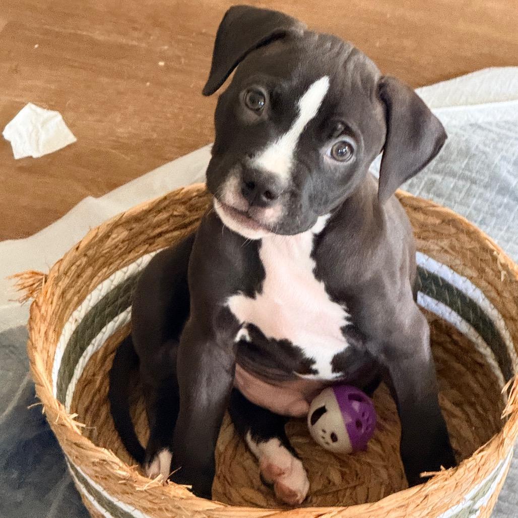 Enlarge PEPPY, a Adoptable Pit Bull Terrier in Cincinnati, OH image 2/3