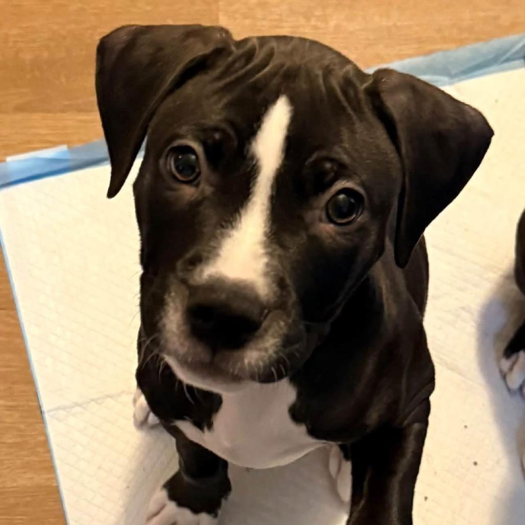 PEPPY, Adoptable, Puppy Male Pit Bull Terrier.