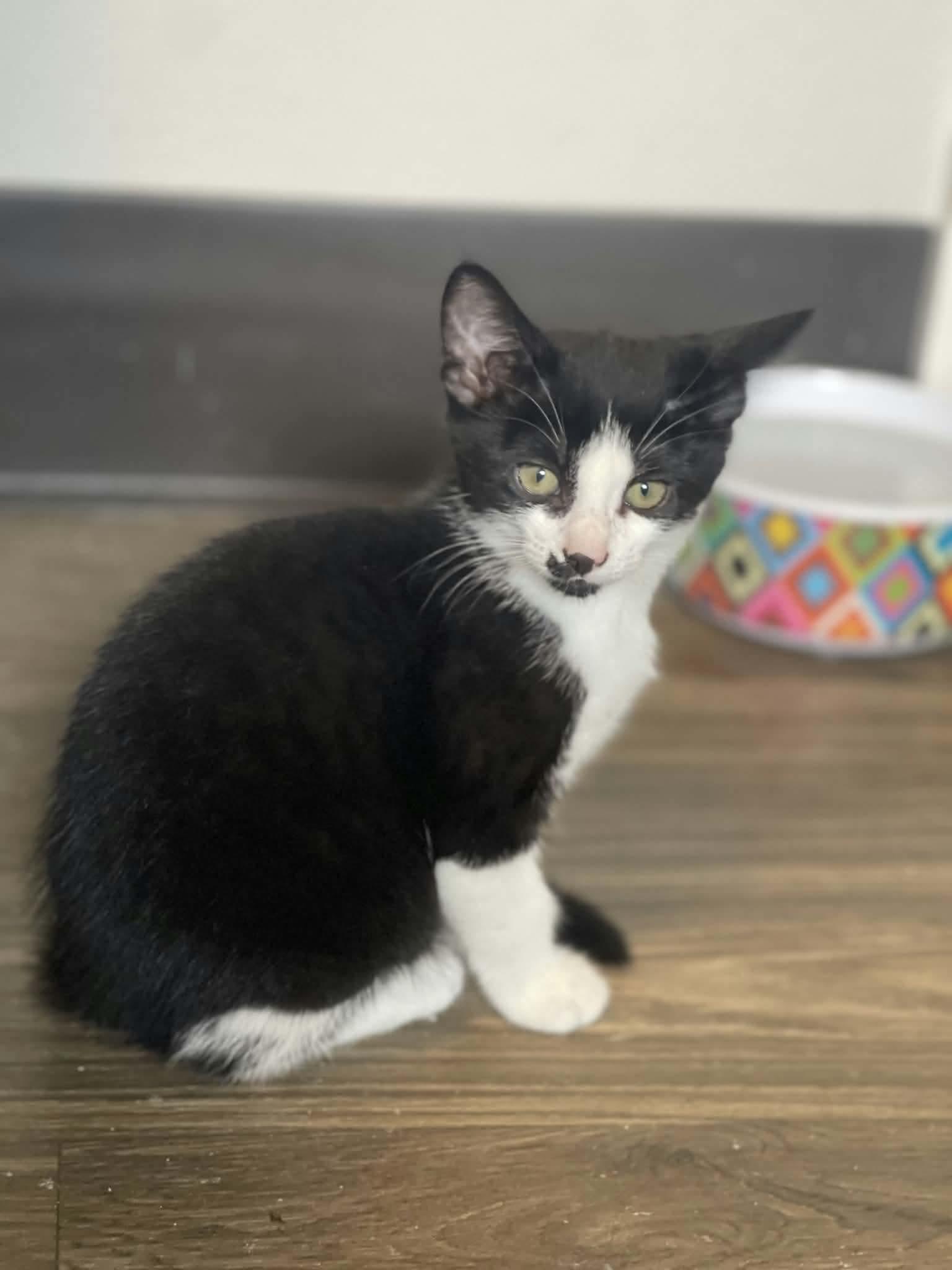 Tortellini, ADOPTABLE, Kitten Female Domestic Short Hair.