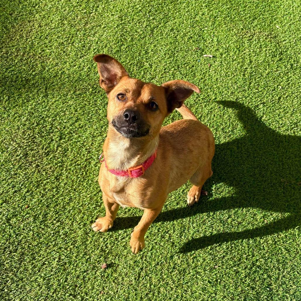 Adopt Gwyneth in Las Cruces | Mixed Breed dog | Buddy