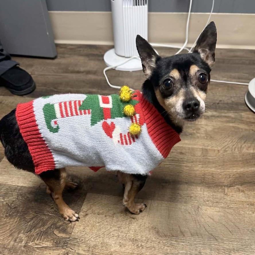 Enlarge Forest, a Adoptable mixed breed in Washington, DC image 1/5