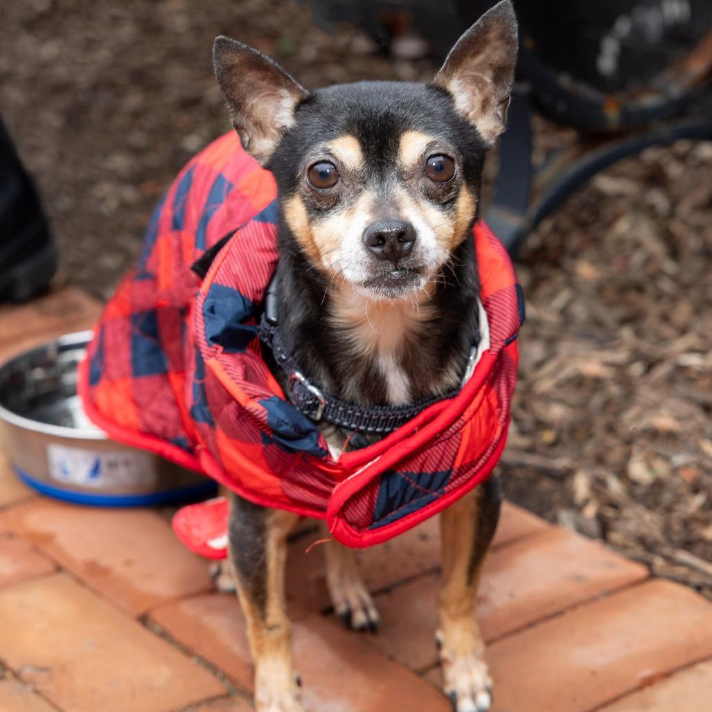 Enlarge Forest, a Adoptable mixed breed in Washington, DC image 2/5