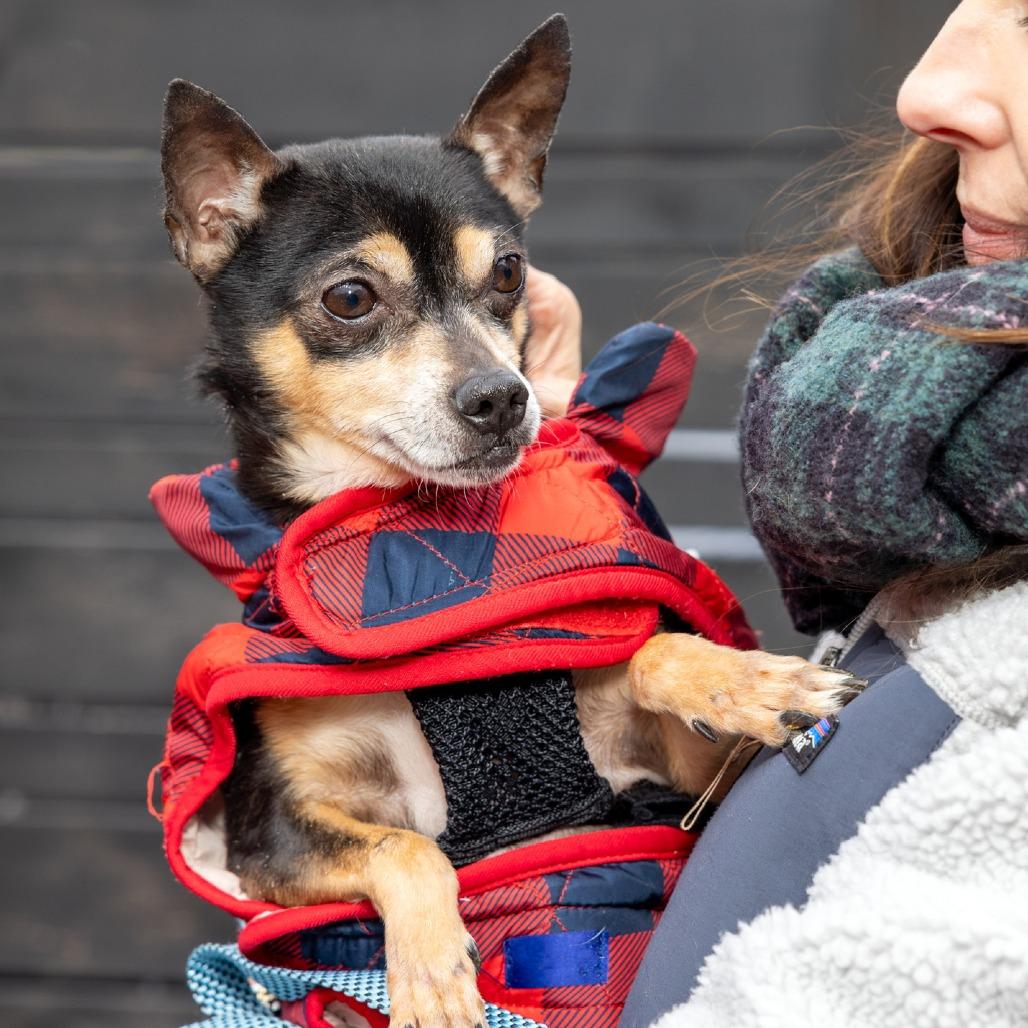 Enlarge Forest, a Adoptable mixed breed in Washington, DC image 3/5