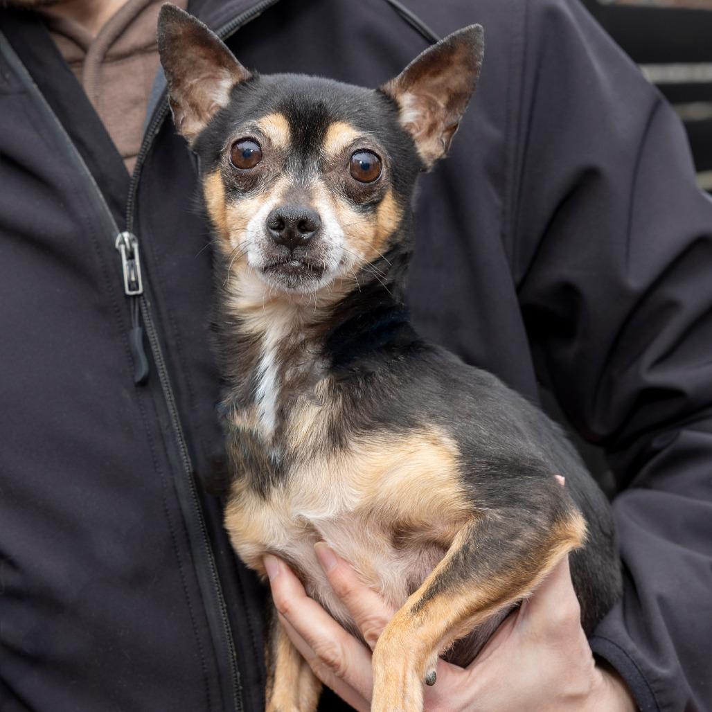 Enlarge Forest, a Adoptable mixed breed in Washington, DC image 4/5