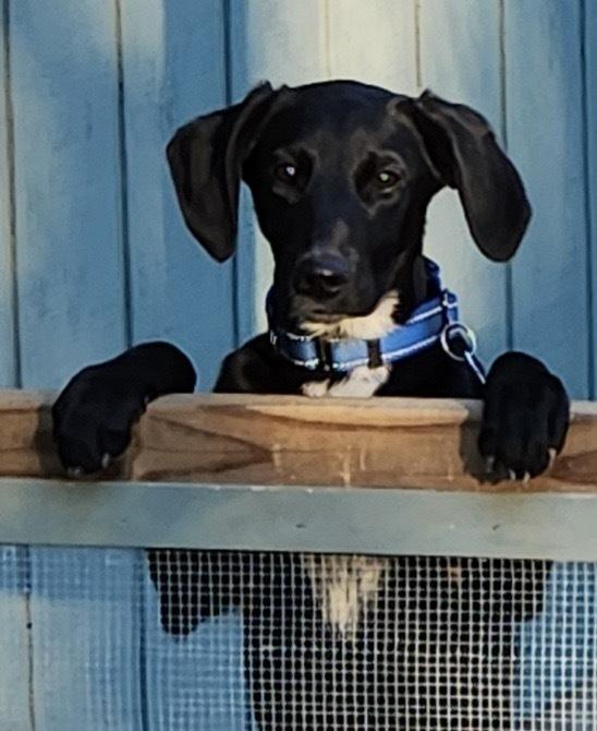 Arlo Greystar, Adoptable, Puppy Female Spaniel.