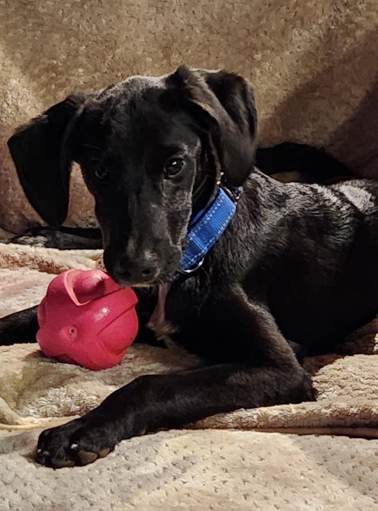 Arlo Greystar, a Adoptable mixed breed in Boston, MA image 2/5