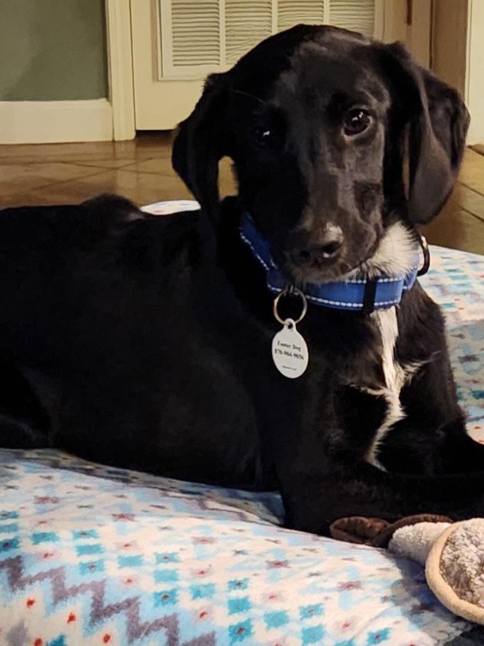 Arlo Greystar, a Adoptable mixed breed in Boston, MA image 3/5