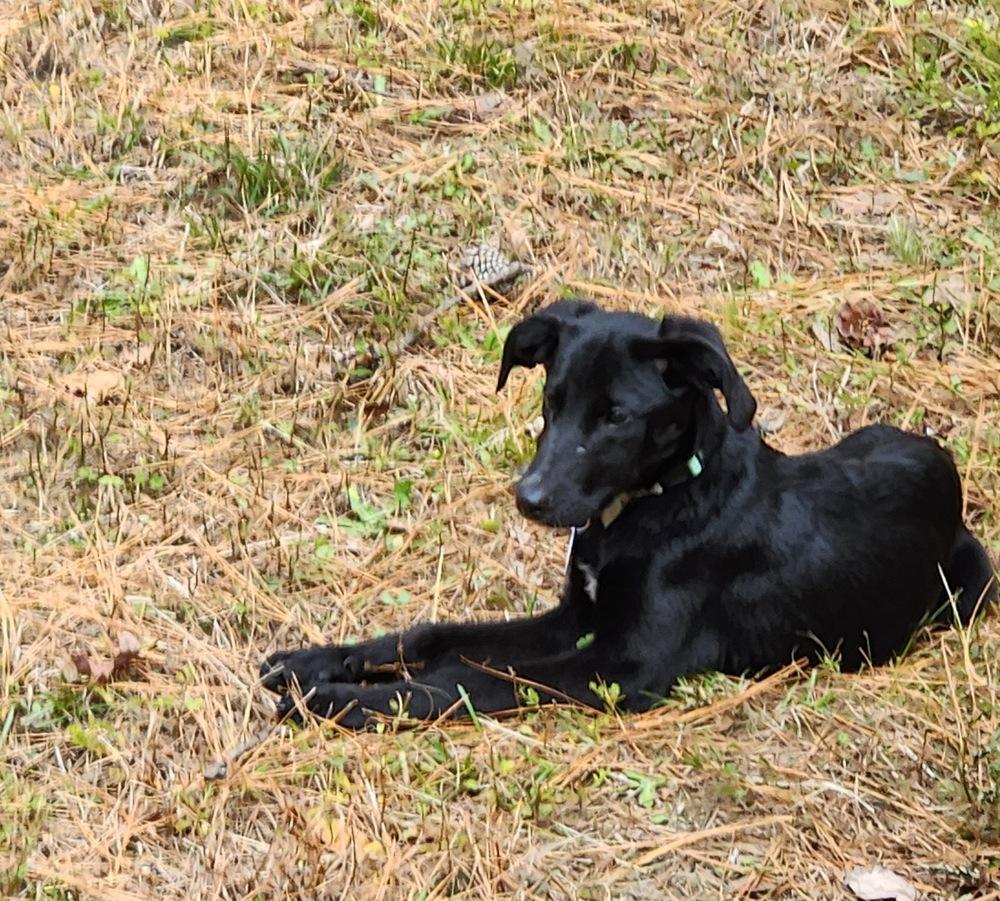 Arlo Greystar, a Adoptable mixed breed in Boston, MA image 5/5