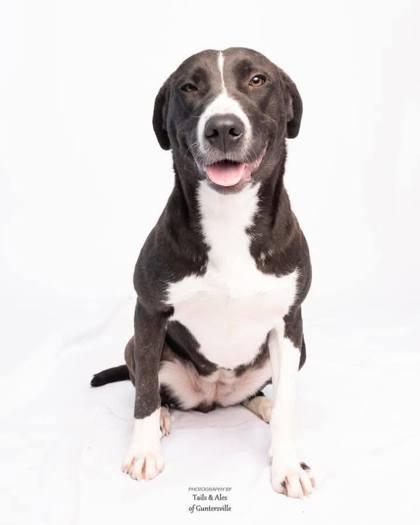 Peanut, Adoptable, Adult Female Labrador Retriever & Mixed Breed.