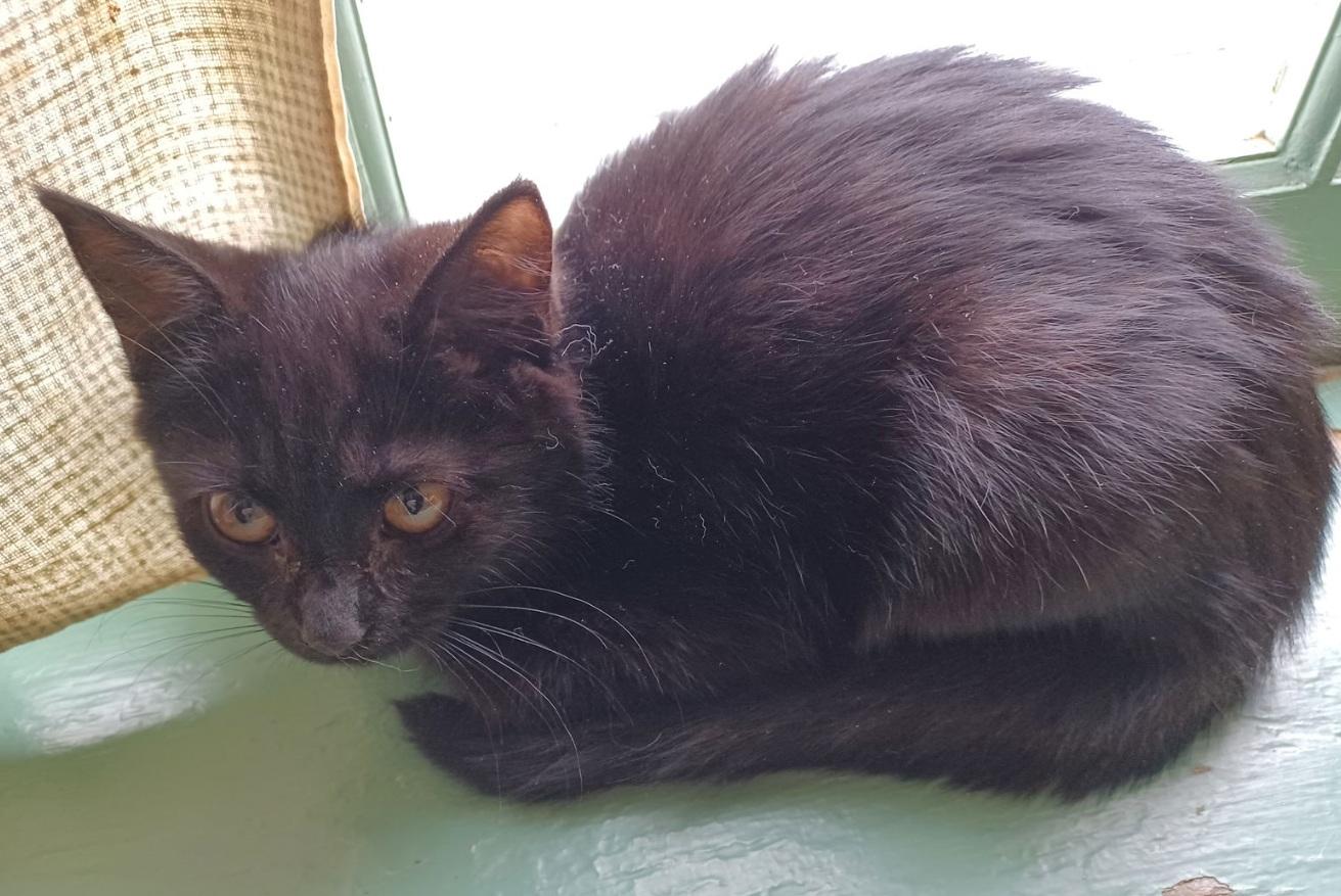 Enlarge Nocturne, an adopted Domestic Short Hair in Lemoyne, PA image 1/2