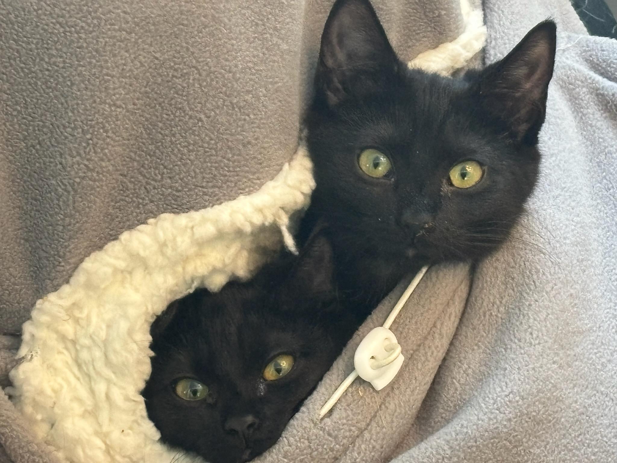 Enlarge Nocturne, an adopted Domestic Short Hair in Lemoyne, PA image 2/2