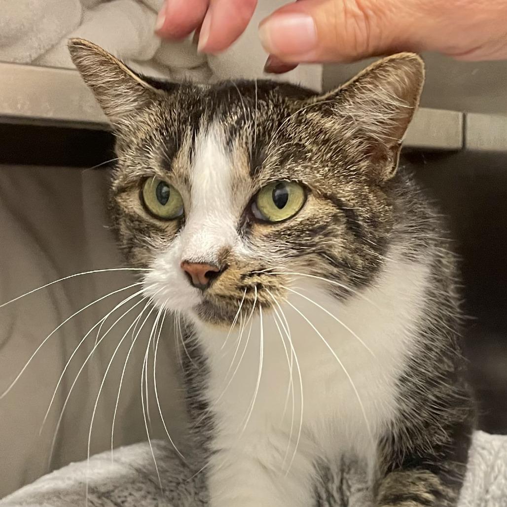 Enlarge Coco, a Adoptable Domestic Short Hair in Nashville, IN image 1/4