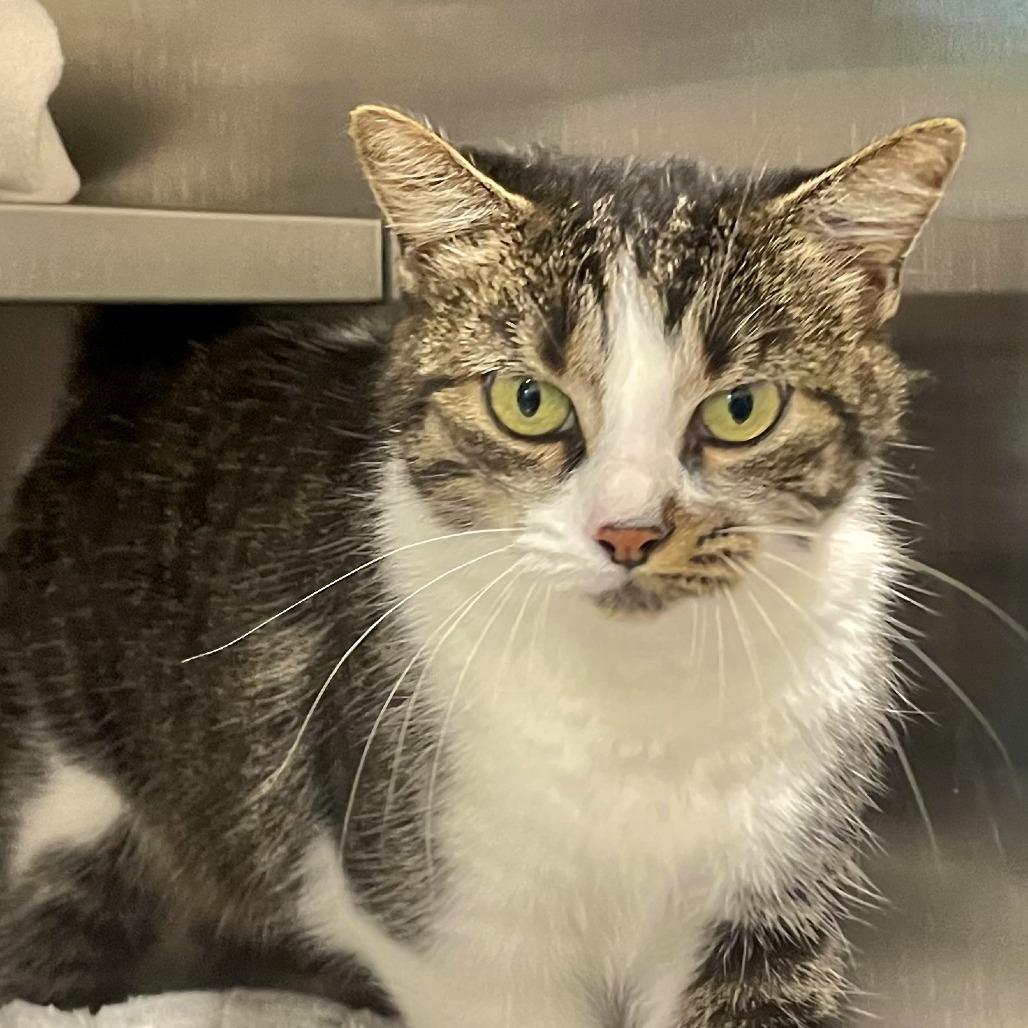 Enlarge Coco, a Adoptable Domestic Short Hair in Nashville, IN image 2/4