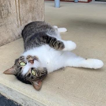 Enlarge Coco, a Adoptable Domestic Short Hair in Nashville, IN image 3/4