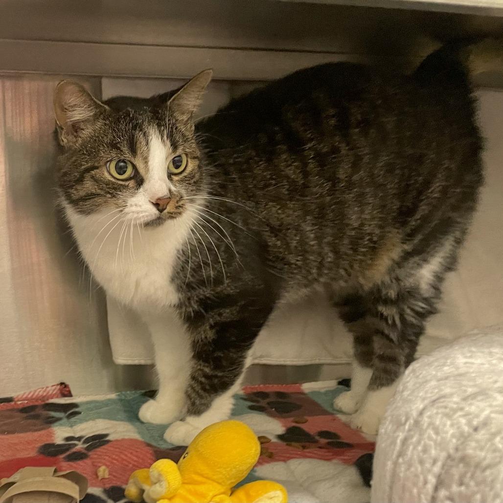 Enlarge Coco, a Adoptable Domestic Short Hair in Nashville, IN image 4/4