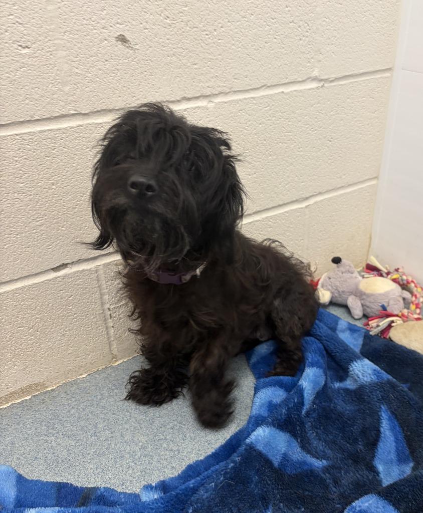 Sasha, Adopted, Adult Female Shih Tzu.