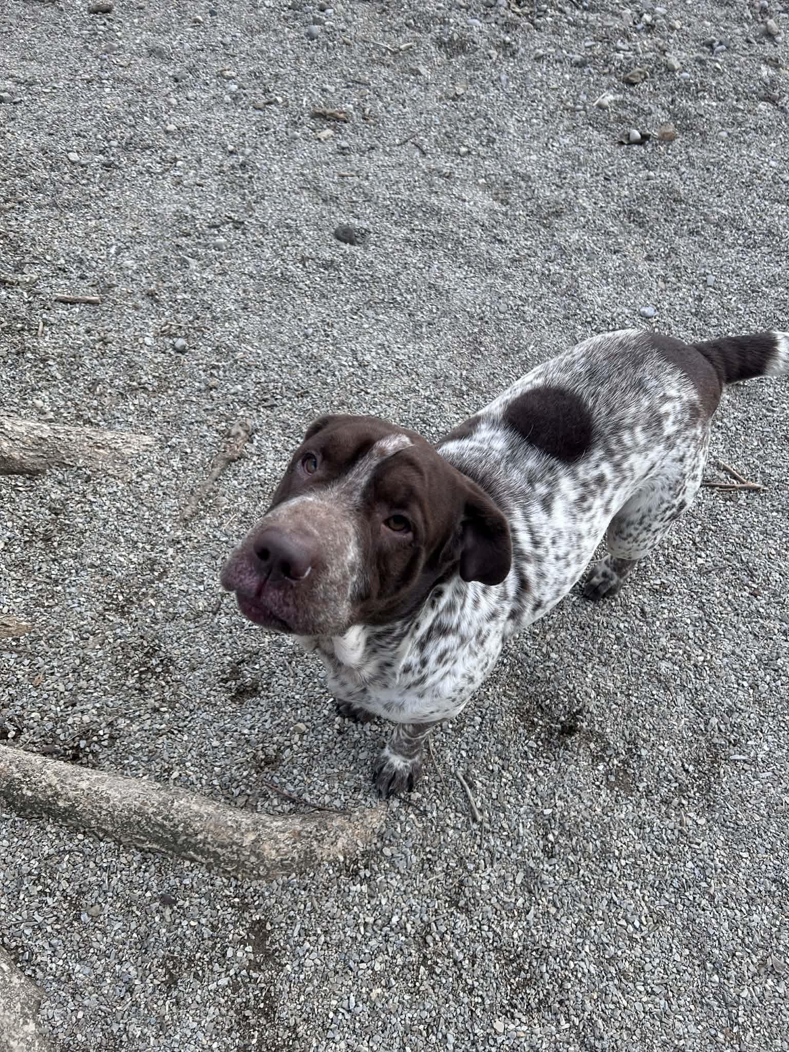 Enlarge Reba, a ADOPTABLE mixed breed in Shelbyville, IN image 1/2