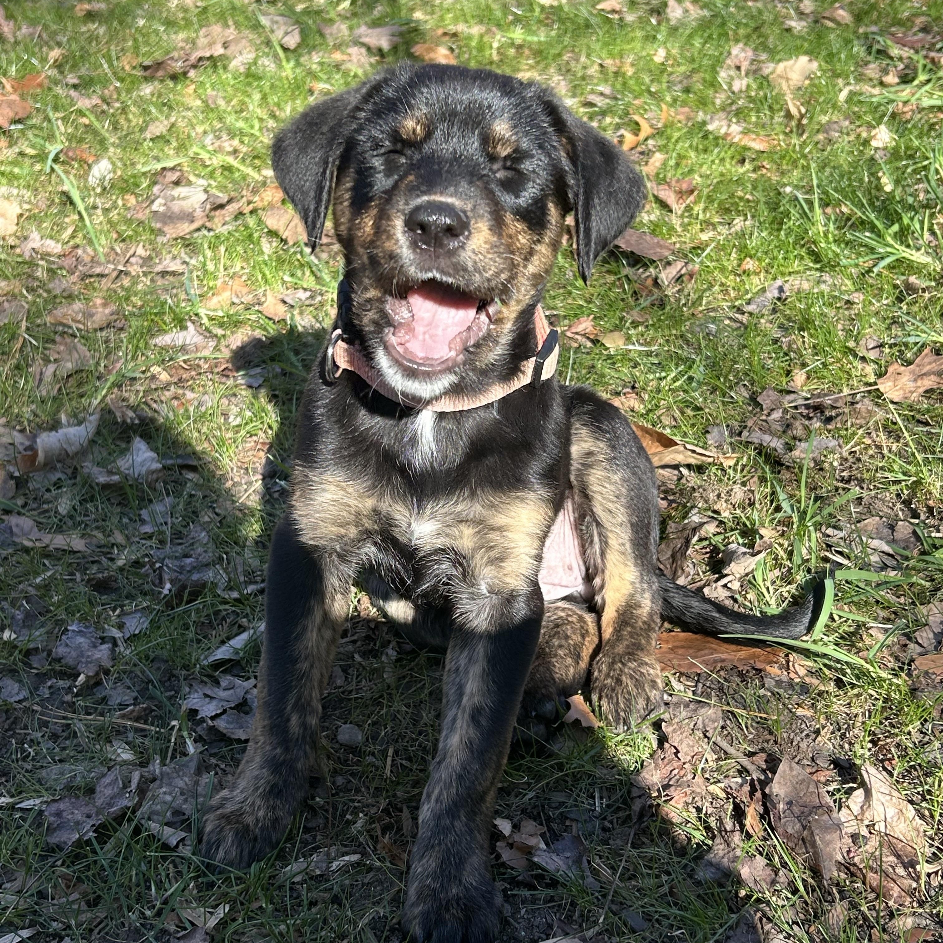 Enlarge Tessa, a Adoptable mixed breed in Charlotte, NC image 2/3