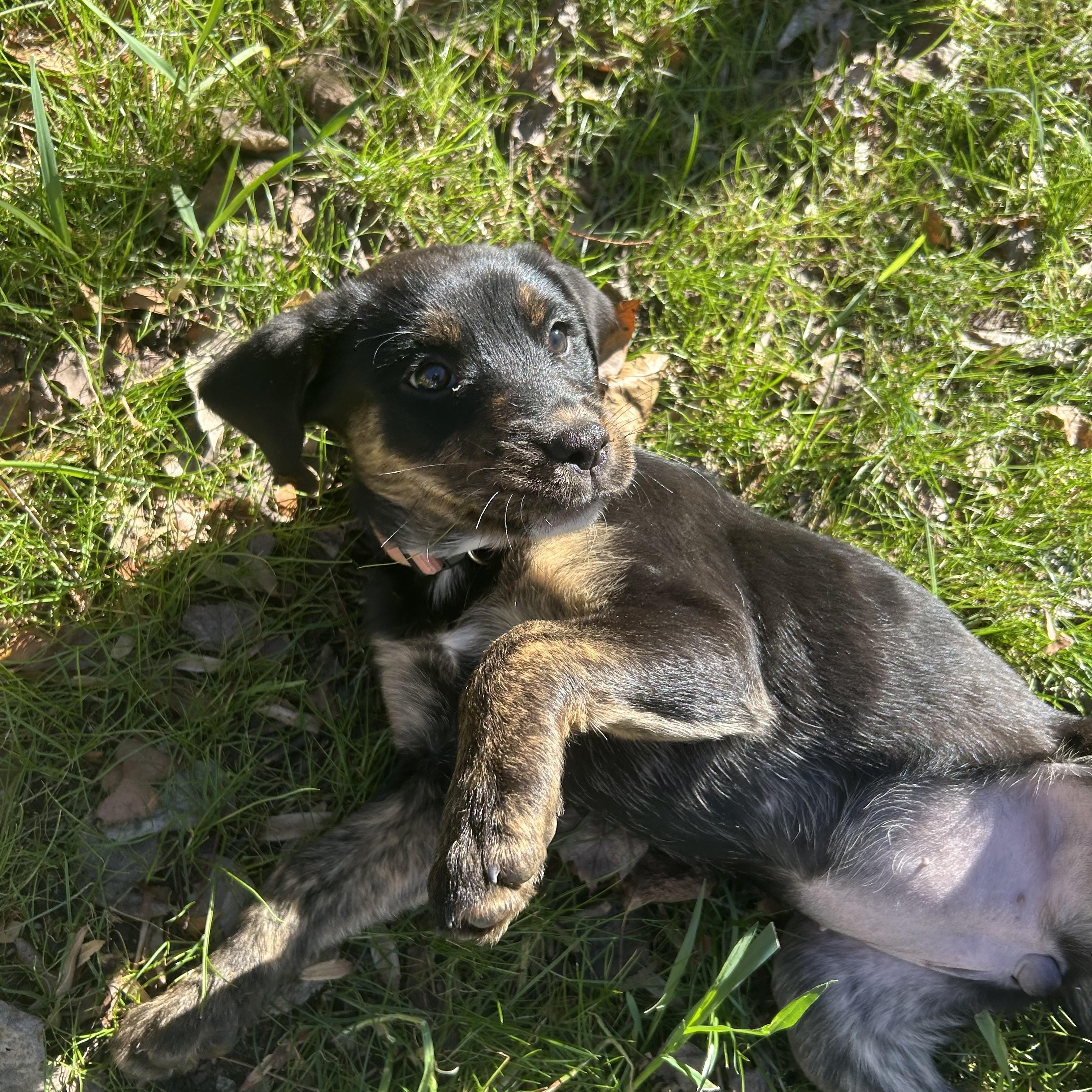 Enlarge Tessa, a Adoptable mixed breed in Charlotte, NC image 3/3