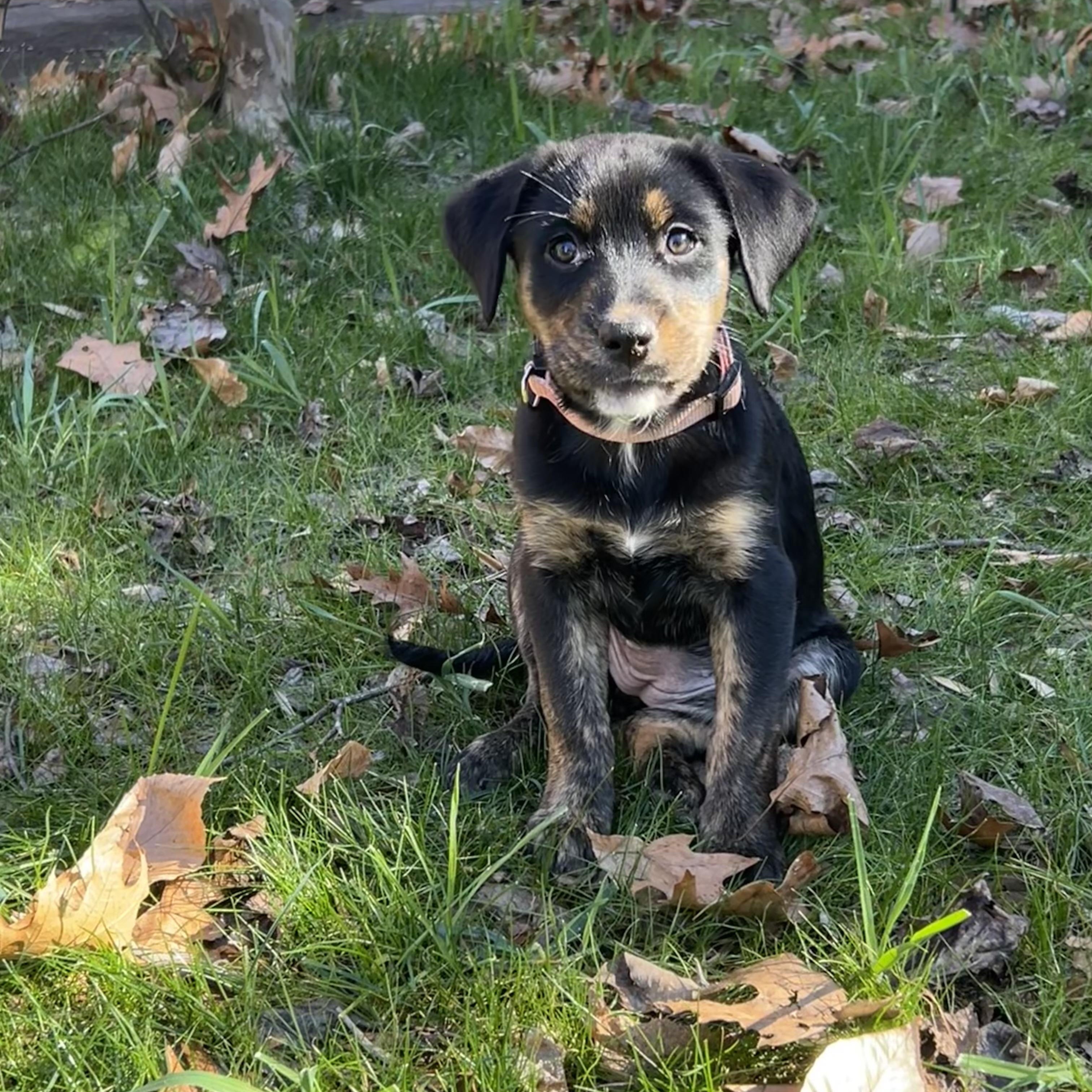 Enlarge Tessa, a Adoptable mixed breed in Charlotte, NC image 1/3