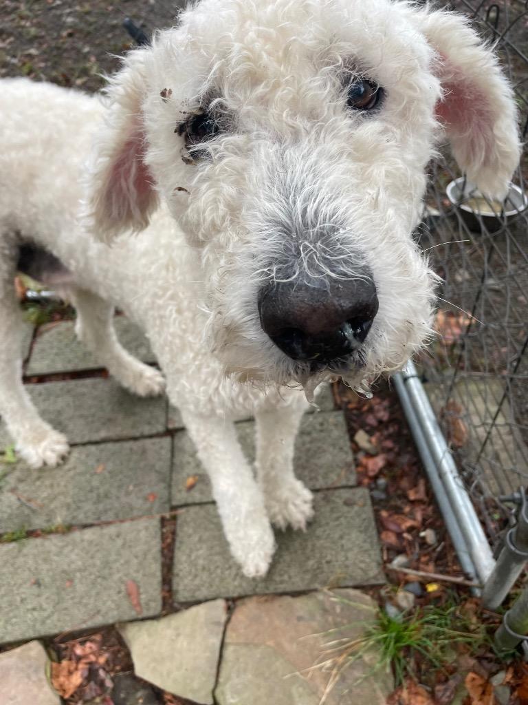 Moose, Adoptable, Adult Male Komondor.