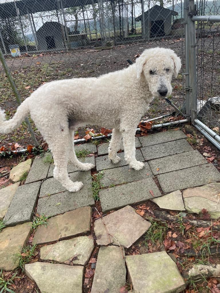 Enlarge Moose, a Adoptable Komondor in Mena, AR image 2/2