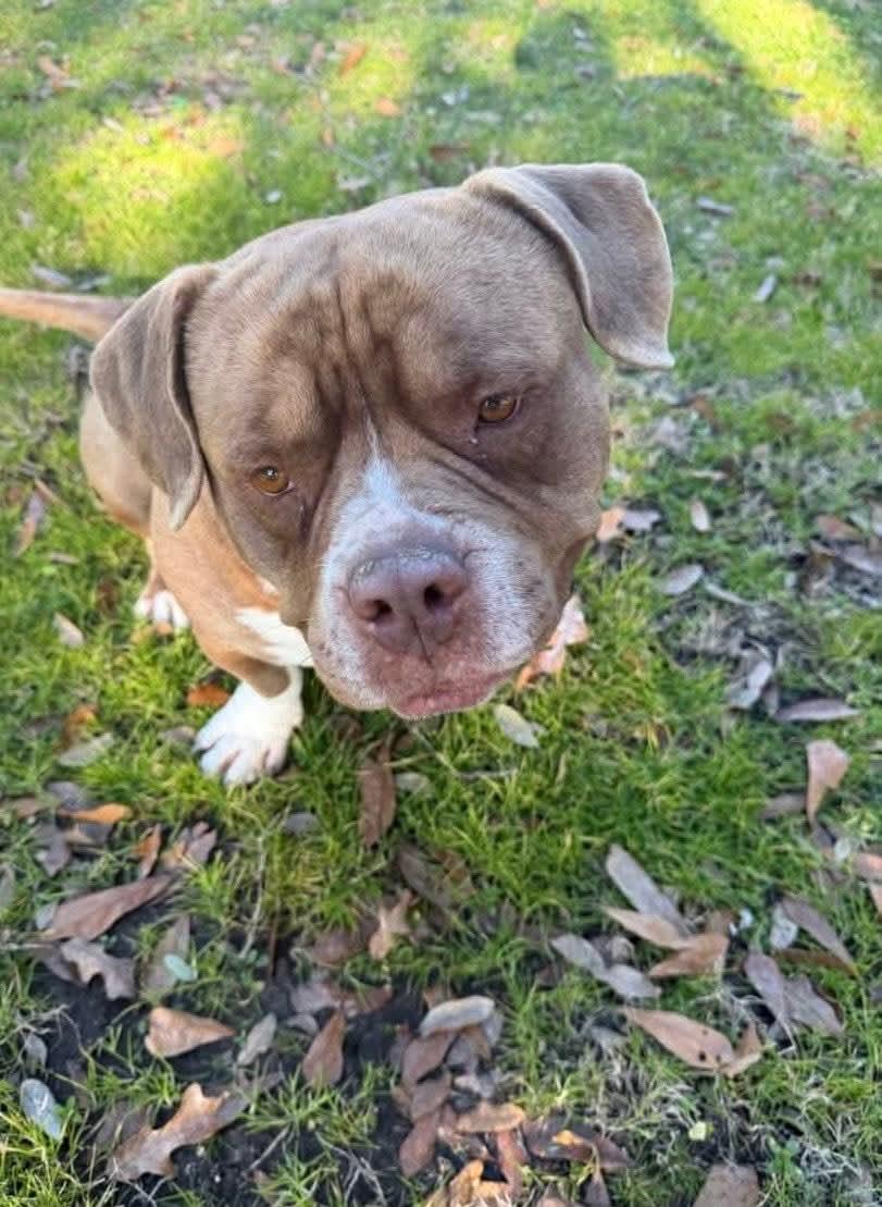 Enlarge Poncho, a Adoptable American Staffordshire Terrier in Dallas, TX image 1/3