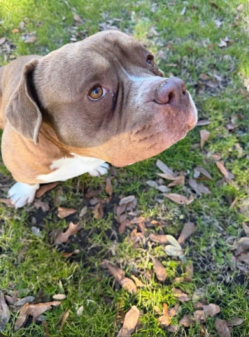 Enlarge Poncho, a Adoptable American Staffordshire Terrier in Dallas, TX image 2/3