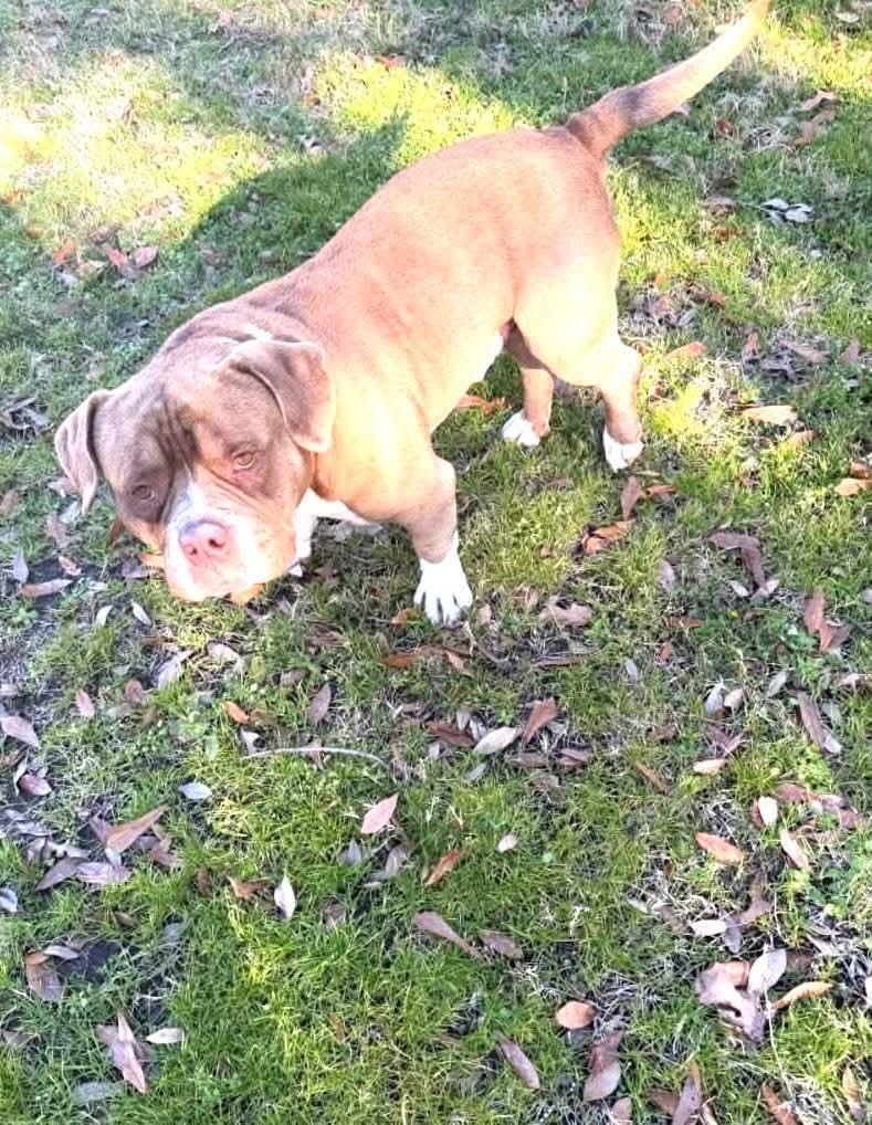 Enlarge Poncho, a Adoptable American Staffordshire Terrier in Dallas, TX image 3/3