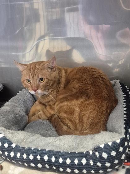 Mango, adopted, Adult Male Domestic Short Hair.