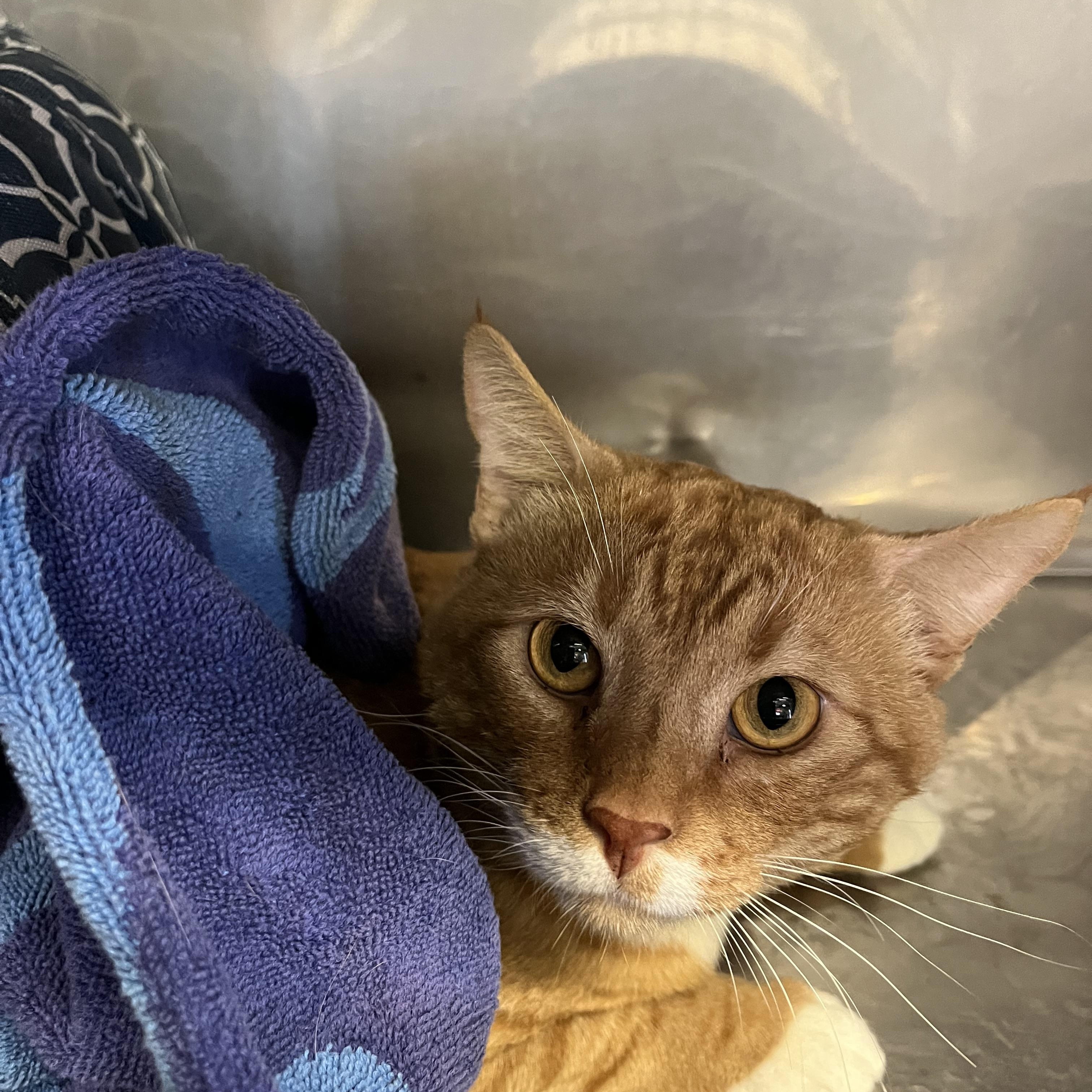 Mango, an adopted mixed breed in Cibolo, TX image 2/3