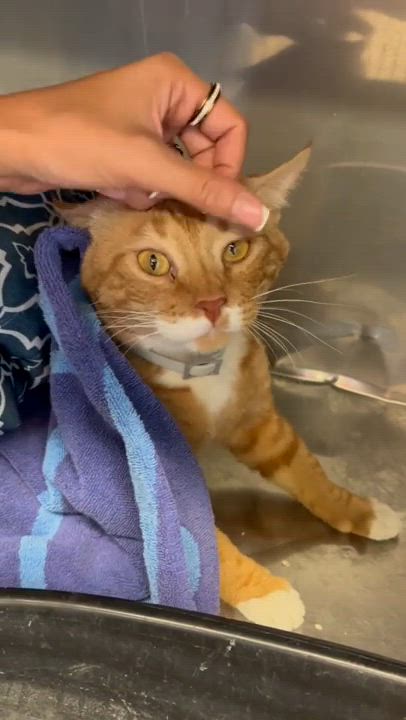 Enlarge Mango, an adopted mixed breed in Cibolo, TX video 3/3