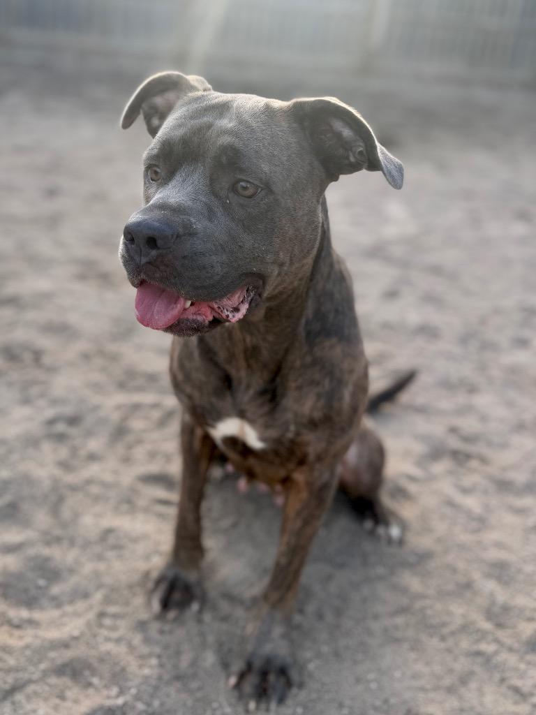 Enlarge Kahlua, a Adoptable Mastiff in Muskegon, MI image 1/2