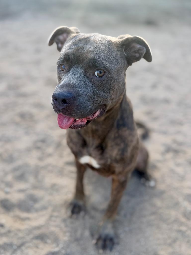 Enlarge Kahlua, a Adoptable Mastiff in Muskegon, MI image 2/2