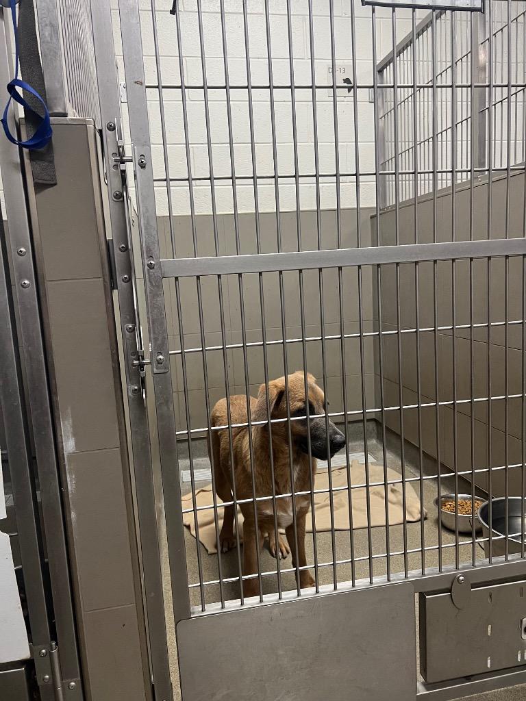 Pitch, Adoptable, Young Female Mixed Breed.