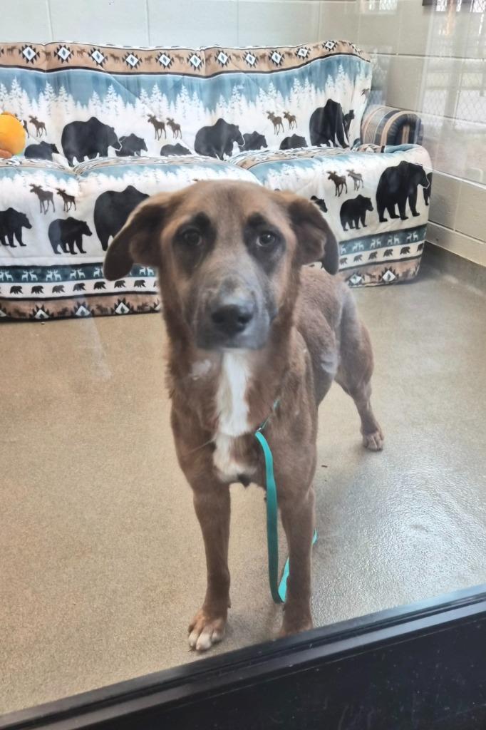 Enlarge Pitch, a Adoptable mixed breed in Rome, GA image 2/2