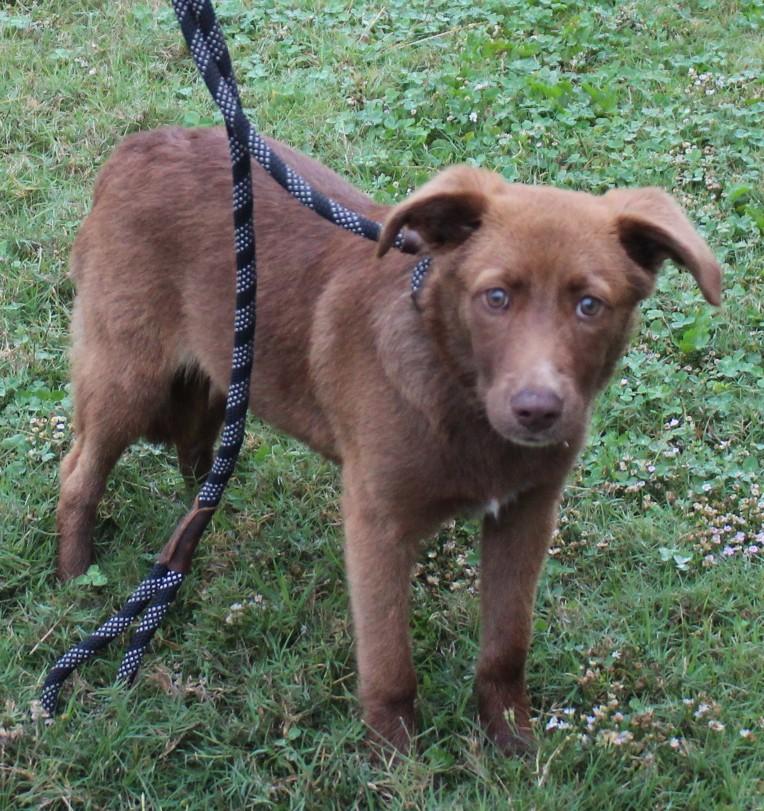 TWIX, Adopted, Puppy Female Chocolate Labrador Retriever.