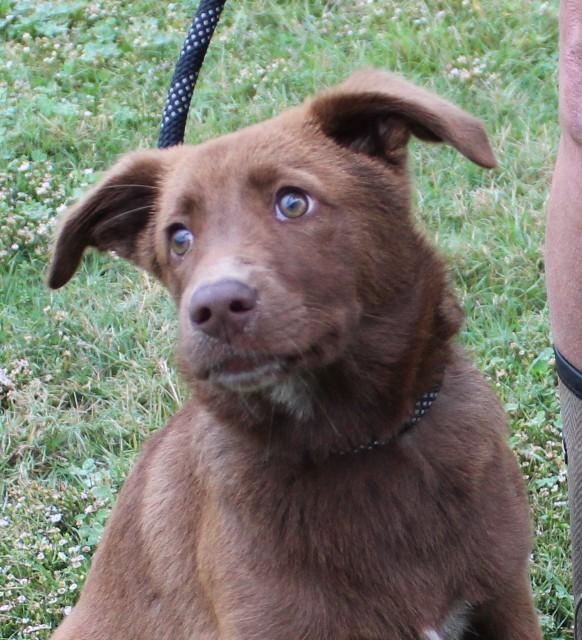 Enlarge TWIX, a Adopted mixed breed in Claremore, OK image 2/2