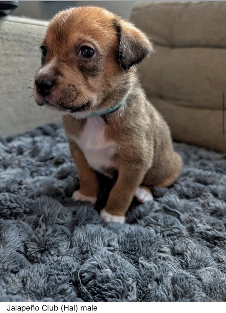 Jalapeno Club (Hal) - Chick-Fil-A Litter, Adoptable, Puppy Male Mixed Breed.