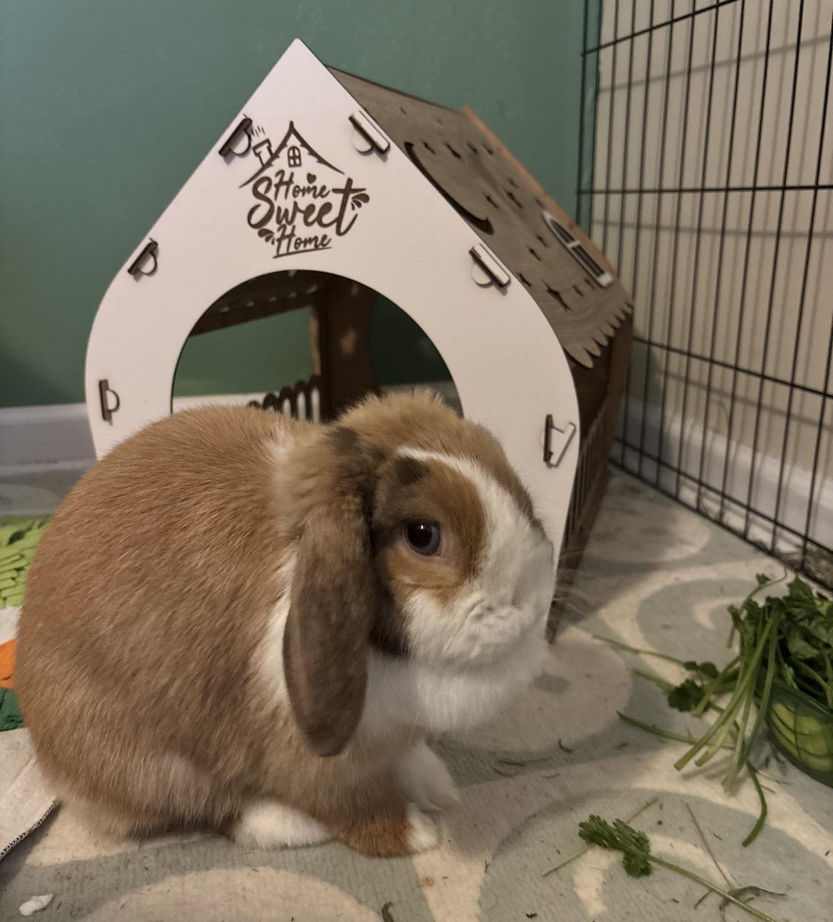 Enlarge Cinnabun, an adoptable Holland Lop in Atlantic Highlands, NJ image 3/3
