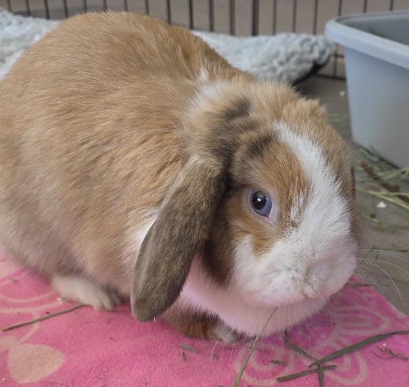 Enlarge Cinnabun, an adopted Holland Lop in Atlantic Highlands, NJ image 1/2