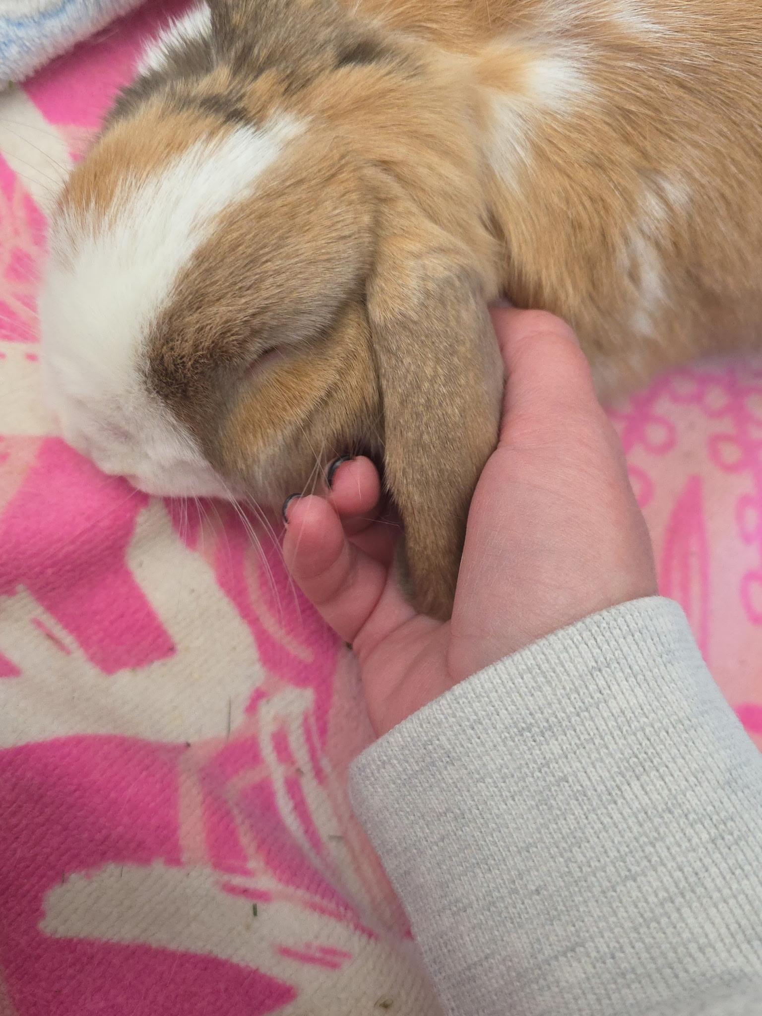 Enlarge Cinnabun, an adopted Holland Lop in Atlantic Highlands, NJ image 2/2
