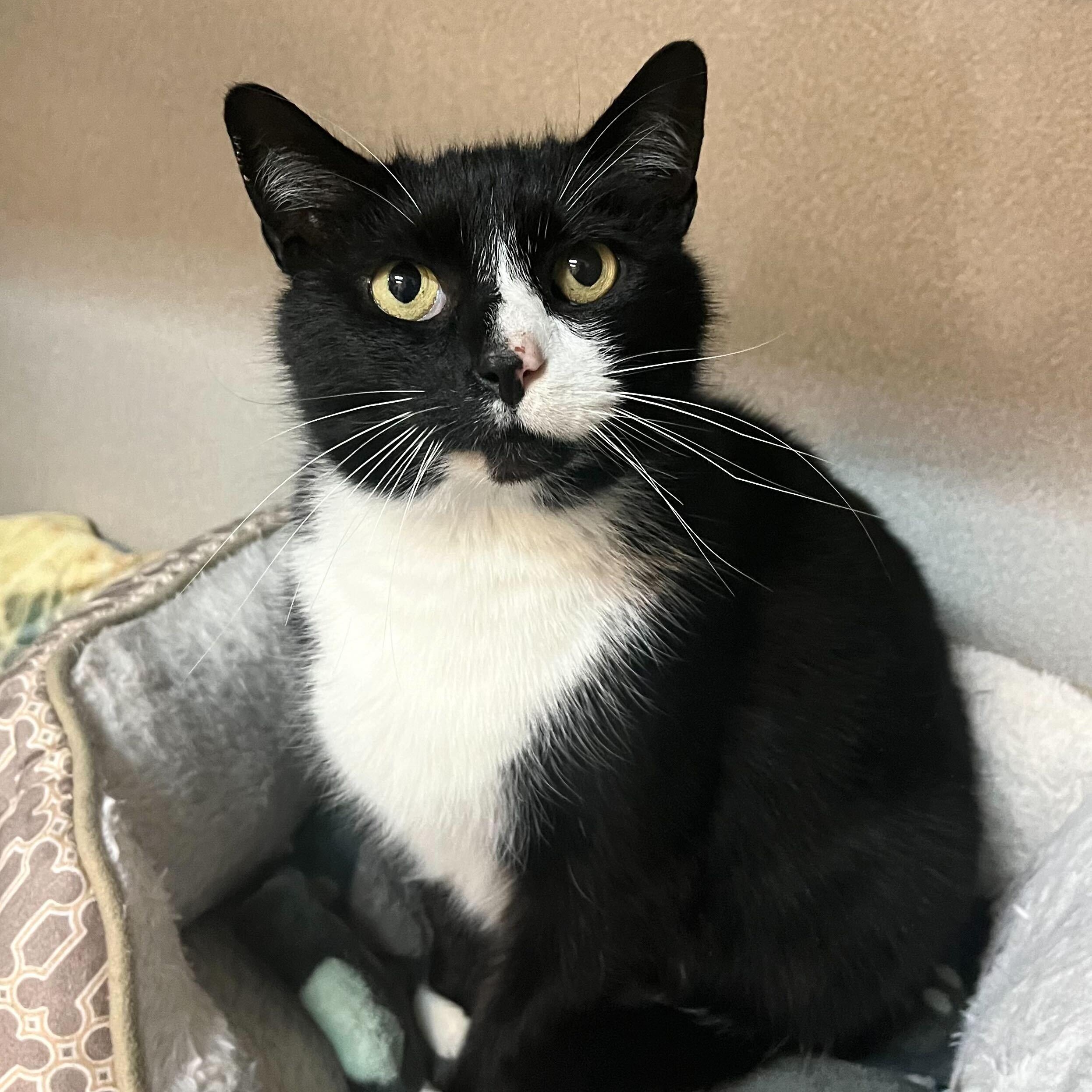 Enlarge March, a Adoptable mixed breed in Greensboro, NC image 1/1