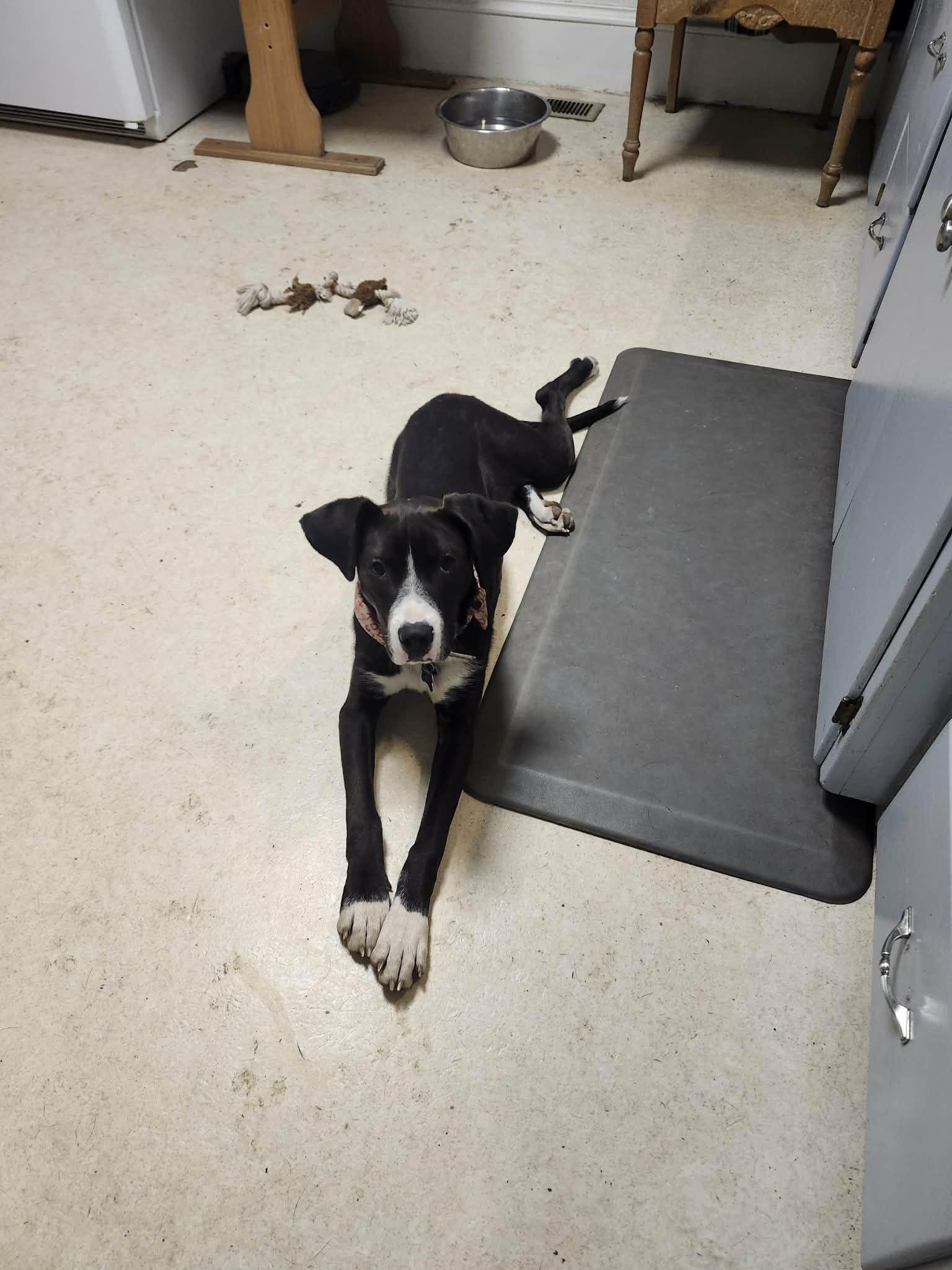 Enlarge Belle, a Adoptable mixed breed in Roseburg, OR image 5/6