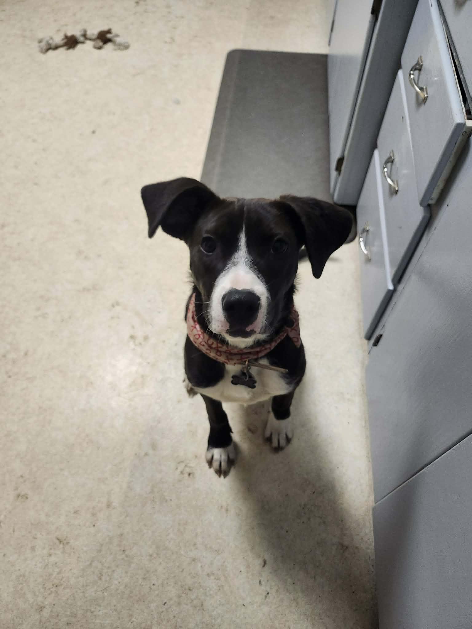 Enlarge Belle, a Adoptable mixed breed in Roseburg, OR image 4/6