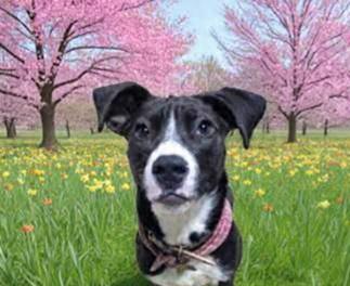Belle, Adoptable, Young Female Pit Bull Terrier.