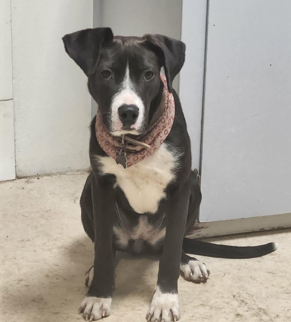 Enlarge Belle, a Adoptable mixed breed in Roseburg, OR image 2/6