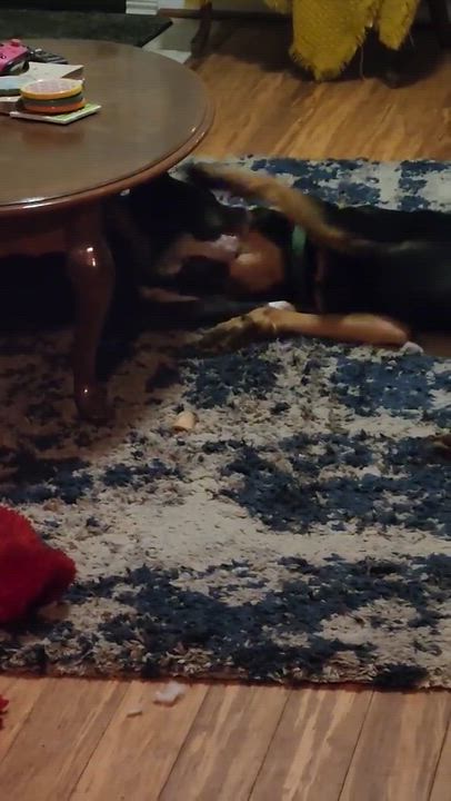 Enlarge Belle, a Adoptable mixed breed in Roseburg, OR video 6/6